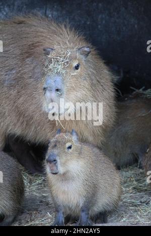 Capybara im Overloon Zoo Stockfoto