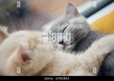 Nahaufnahme von zwei niedlichen Katzen, die zusammen nippen Stockfoto