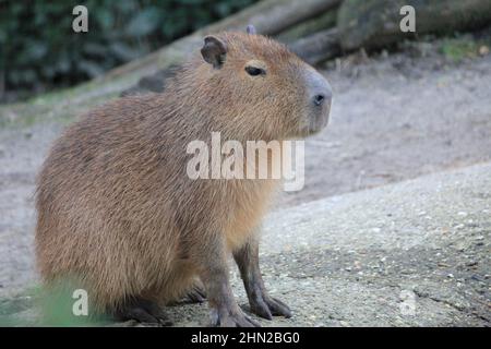 Capybara im Overloon Zoo Stockfoto