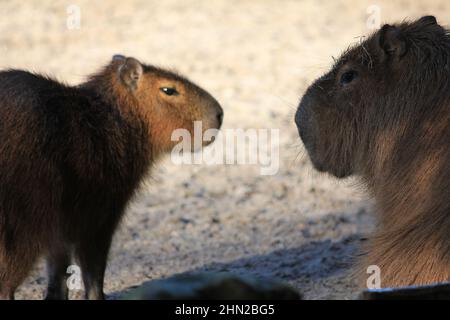 Capybara im Overloon Zoo Stockfoto