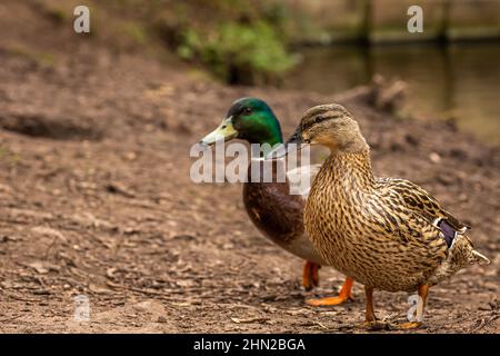 Ein paar Stockenten in einem Park Stockfoto