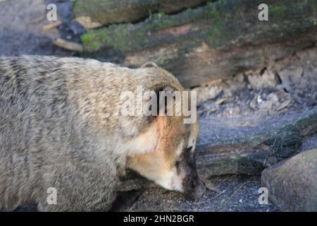 Die südamerikanischen Koati im Overloon Zoo Stockfoto