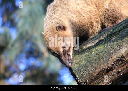 Die südamerikanischen Koati im Overloon Zoo Stockfoto