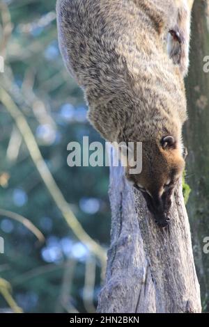 Die südamerikanischen Koati im Overloon Zoo Stockfoto