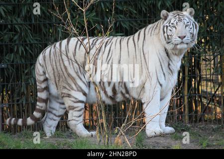 Weißer Tiger im Overloon Zoo in den Niederlanden Stockfoto