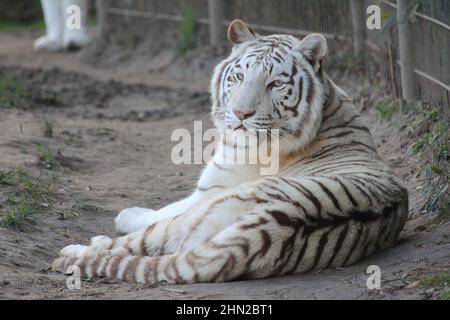 Weißer Tiger im Overloon Zoo in den Niederlanden Stockfoto