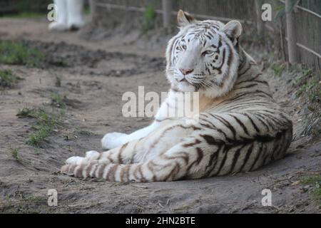 Weißer Tiger im Overloon Zoo in den Niederlanden Stockfoto