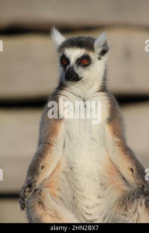 Ringschwanz-Lemur im Overloon Zoo Stockfoto