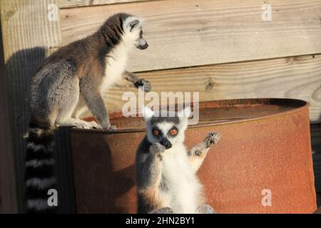 Ringschwanz-Lemur im Overloon Zoo Stockfoto