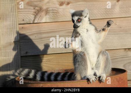 Ringschwanz-Lemur im Overloon Zoo Stockfoto