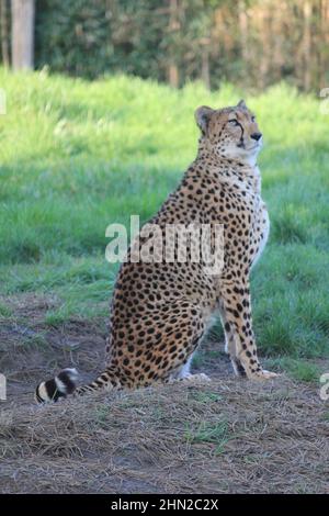 Gepard im Overloon Zoo Stockfoto