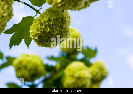 Blühende Frühlingsblumen Boule de Neige - große schöne weiße Kugeln blühender Viburnum opulus roseum. Weiße Guelder Rose oder Viburnum opulus steril Stockfoto