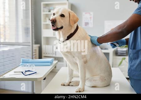 Kranker labrador-Hund sitzt auf einem unheilbaren Tisch, während der Tierarzt in Uniform und Handschuhen während der Untersuchung sein Fell und seine Haut überprüft Stockfoto