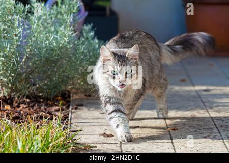 Schönheit Silberkatze in einem Garten, sibirische Rasse Stockfoto