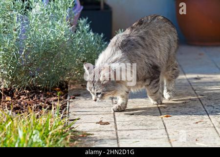 Schönheit Silberkatze in einem Garten, sibirische Rasse Stockfoto