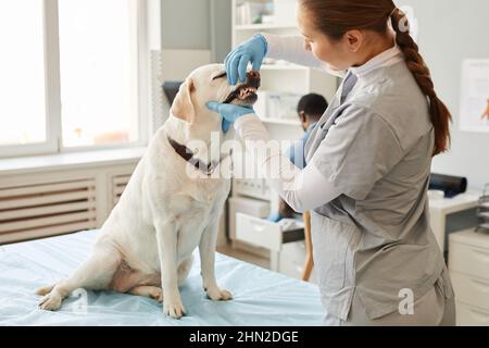 Junge Tierärztin untersucht Zähne eines kranken labrador-Patienten, der auf einem medizinischen Tisch sitzt, während er seinen Mund im Tierkrankenhaus öffnet Stockfoto