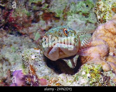 Variegated Lizardfish (Synodus variegatus) im Roten Meer, Ägypten Stockfoto