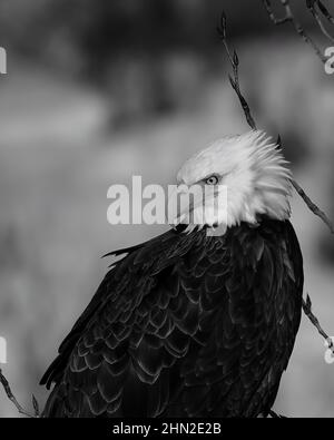 Vertikale Graustufenaufnahme eines schönen Weißkopfseeadlers Stockfoto