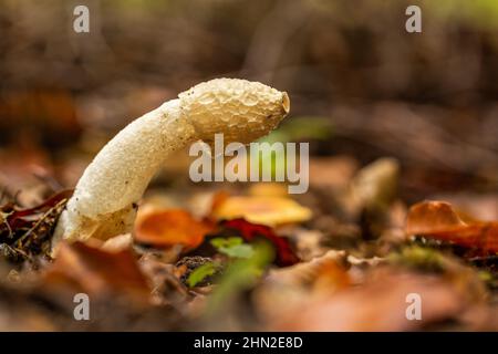 Pilz in einem Waldgebiet Stockfoto