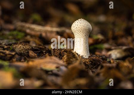 Pilz in einem Waldgebiet Stockfoto