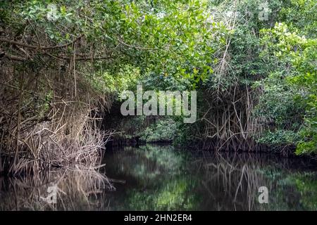 Luftwurzeln der Roten Mangrove (Rhizophora Mangle) entlang des Flusses. San Blas, Nayarit, Mexiko. Stockfoto