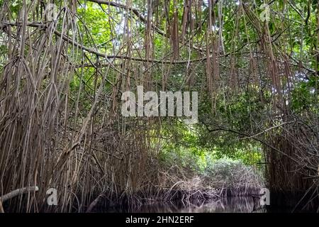 Luftwurzeln der Roten Mangrove (Rhizophora Mangle) entlang des Flusses. San Blas, Nayarit, Mexiko. Stockfoto