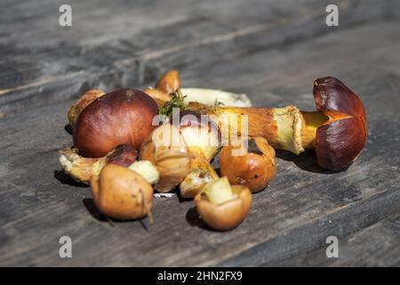 Essbare Pilze aus dem Wald. Frisch gepflückte Boletus auf Holzhintergrund.Zerklauser subtomentosus auf Holzhintergrund, rustikaler Tisch. Stockfoto