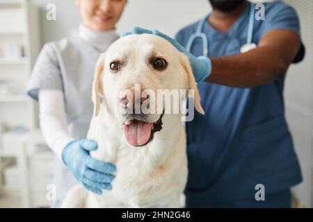 Der junge labrador-Hund sitzt vor der Kamera, während zwei interkulturelle Tierärzte seinen Kopf in einer Tierklinik verwöhnen Stockfoto