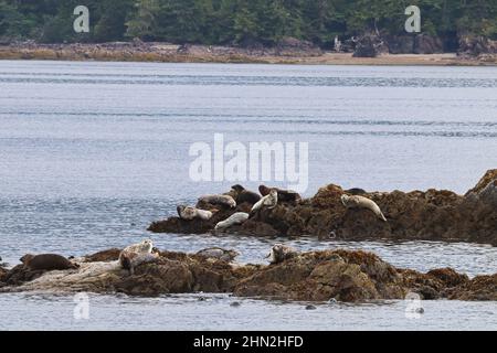 Im Sommer sonnen sich gewöhnliche Robben auf Felsen Stockfoto