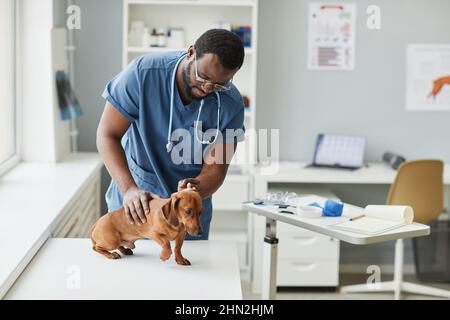 Zeitgenössischer junger Tierarzt afrikanischer Herkunft, der sich über den Schreibtisch beugte, während er im Tierkrankenhaus kranken braunen Dackel untersuchte Stockfoto