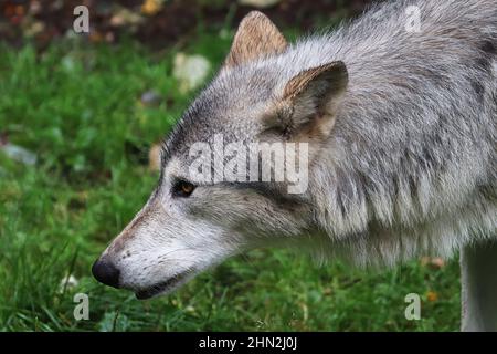 Seitenansicht Porträt des Kopfes eines Wolfes Stockfoto