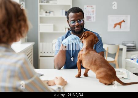 Junger Arzt zeitgenössischer Tierkliniken untersucht kranken Dackel, der vor ihm auf dem Tisch sitzt, mit dem Tierbesitzer dahinter Stockfoto