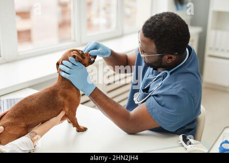 Junger afroamerikanischer Arzt in blauen medizinischen Peelings, der Zähne eines kranken Hundes untersucht, der auf dem Tisch steht, während der Tierbesitzer ihn in der Hand hält Stockfoto
