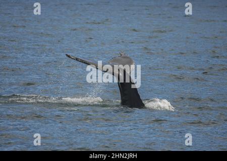 Schöne Aufnahme einer Walflosse, die aus dem Wasser ragt Stockfoto
