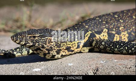 Nile Monitor, Südafrika Stockfoto