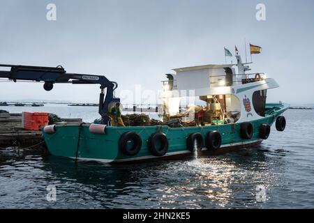 Auf dem Ría de Arousa in Vilanova de Arousa, Galizien, Spanien, erntet ein Fischer Muscheln aus einem Patea-Muschelfloß. Stockfoto