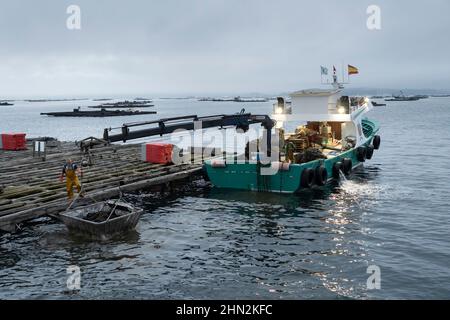 Fischer ernten Muscheln aus einem Patea-Muschelfloß auf der Ría de Arousa in Vilanova de Arousa, Galizien, Spanien, Stockfoto