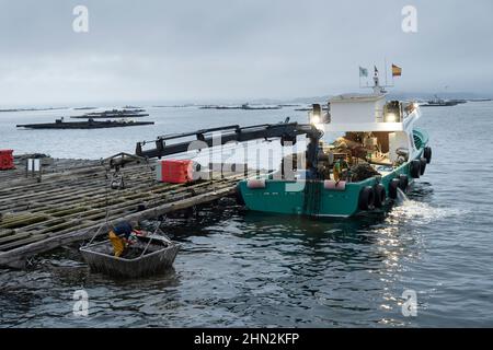 Fischer ernten Muscheln aus einem Patea-Muschelfloß auf der Ría de Arousa in Vilanova de Arousa, Galizien, Spanien, Stockfoto