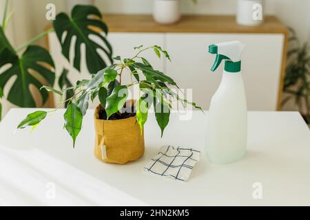 Werkzeuge zur Bewässerung und Reinigung von Pflanzen - Sprühen von Flaschen und Lappen in der Nähe von Ficus. Konzept der häuslichen Gartenarbeit und Pflege von Zimmerpflanzen im Frühling. Stockfoto