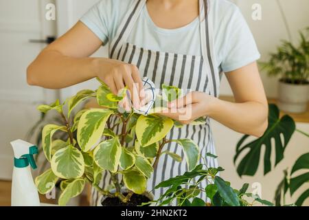 Florist Hände Reinigung Pflanzen Blätter mit nassem Lappen. Frühling für die Pflege und Bewässerung von Zimmerpflanzen. Konzept des Heimgarens Hobby. Stockfoto