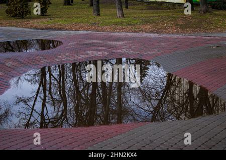 Spiegelung von Baumzweigen in einer Pfütze nach Regen. Frühlingshintergrund. Stockfoto