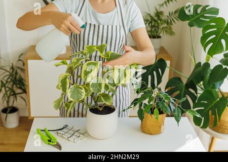 Frau im Schürze sprüht Hauspflanzen zu Hause. Frühling für die Pflege und Bewässerung von Pflanzen. Floristin mit Sprühflasche in den Händen. Konzept der Gartenarbeit, Hobby, Householding. Stockfoto