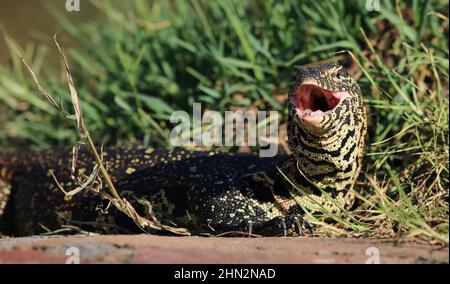 Nile Monitor, Südafrika Stockfoto