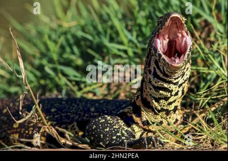 Gähnender Nil Monitor, Südafrika Stockfoto