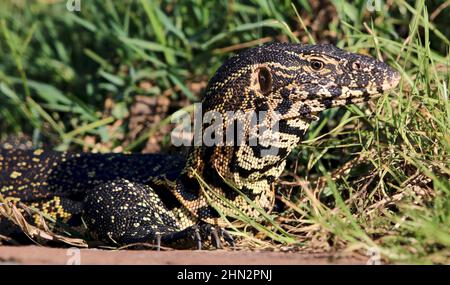 Nile Monitor, Südafrika Stockfoto