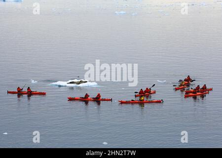 Kajakfahrer von Le Boreal beobachten eine Leopardenrobbe, die auf dem Eis in der Passage zwischen Danco Island und Range Island in der Antarktis ruht. Stockfoto