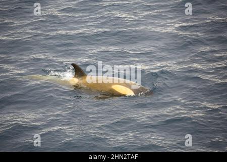 Orcas (Killerwale) in den antarktischen Gewässern zwischen Anvers Island und Range Island. Stockfoto