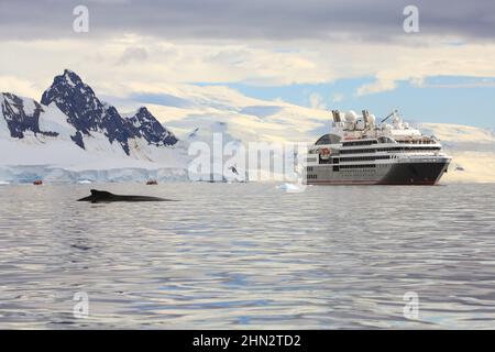 Ein Paar Buckelwale in der Wilhelmina Bay, Antarktis, mit dem Le Boreal-Schiff im Hintergrund. Stockfoto