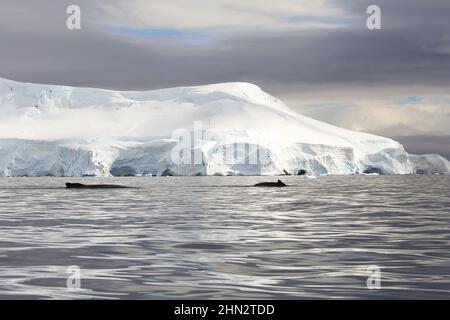 Ein Paar Buckelwale in der Wilhelmina Bay, Antarktis Stockfoto