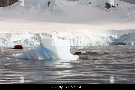 Ein Paar Buckelwale in der Wilhelmina Bay, Antarktis, mit einem Tierkreisboot und Passagieren auf der Jagd. Stockfoto